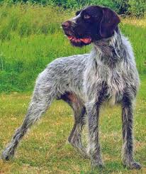 Bohemian cheap wirehaired pointer